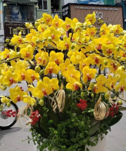 Ý nghĩa phong thủy của hoa lan