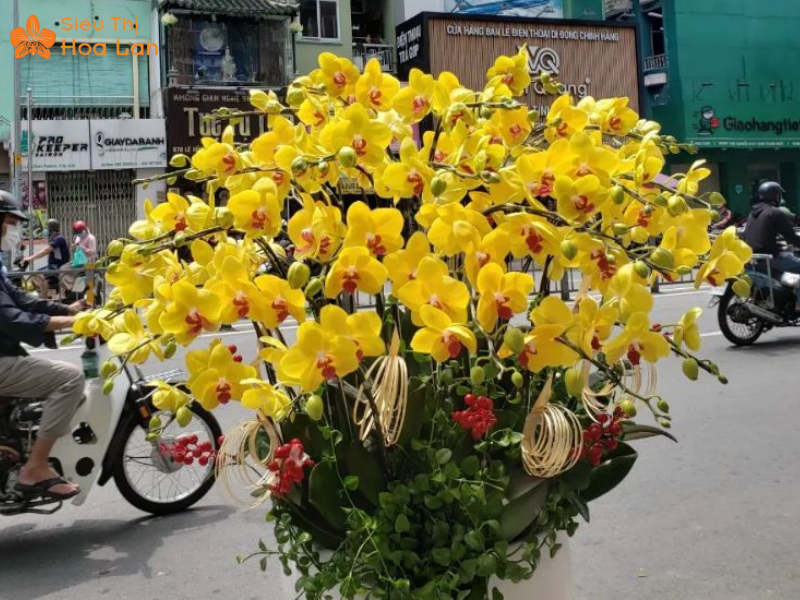 Lan Hồ Điệp Vàng Chanh Ý nghĩa phong thủy của hoa lan