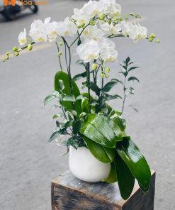 Hoa lan hồ điệp bền đẹp