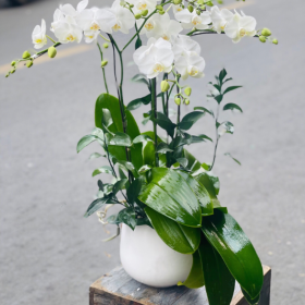 Lan Hồ Điệp 2 Vòi Lan Hồ Điệp 2 Vòi