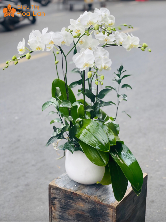 Lan Hồ Điệp 2 Vòi Hoa lan hồ điệp bền đẹp