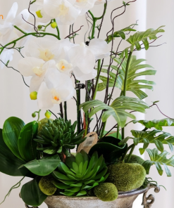 chậu hồ điệp trắng thanh lịch