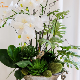 Bình Hoa Lan Trắng