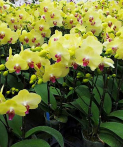 Lưu ý khi chăm lan vàng