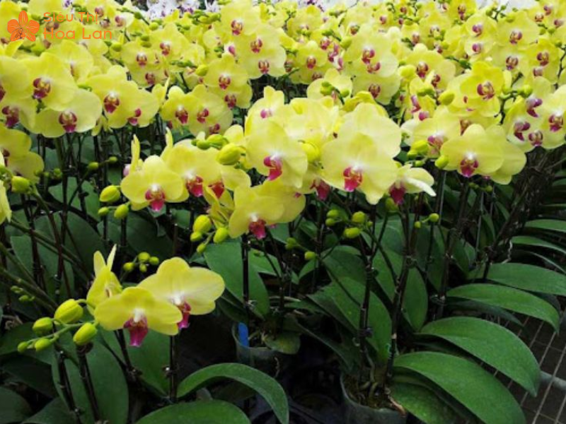 Lan Hồ Điệp Vàng Chanh Lưu ý khi chăm lan vàng