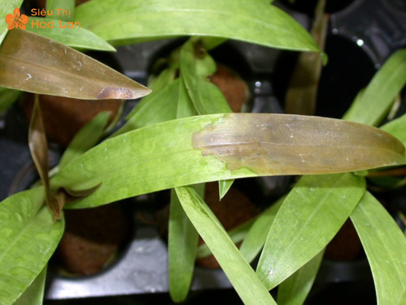  lan thối lá do nấm