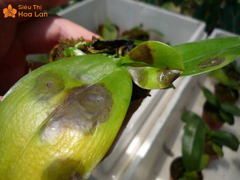 Lan thối lá do nắng