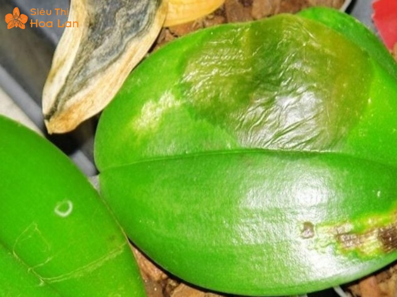 Hồ điệp bị thiếu nước