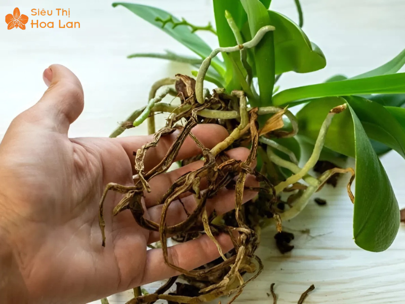 hồ điệp thối rễ yếu lá