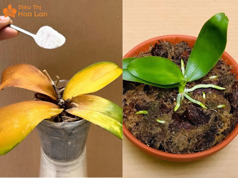 Lan hồ điệp sốc phân bón