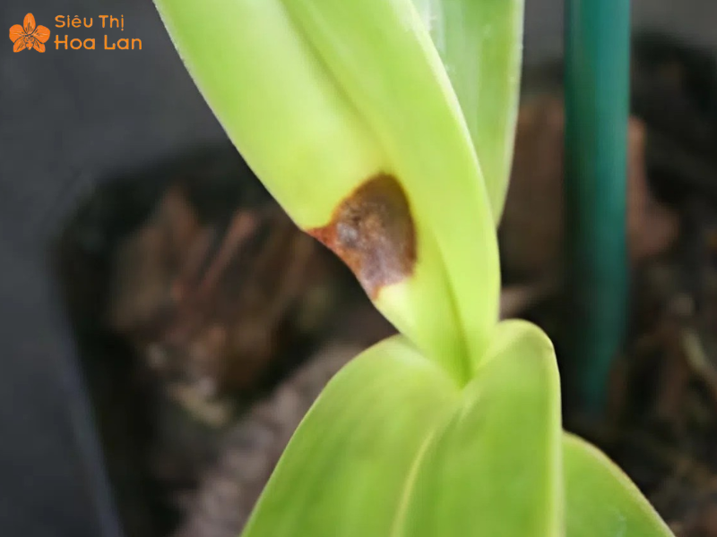 lan hồ điệp bị nhũn lá