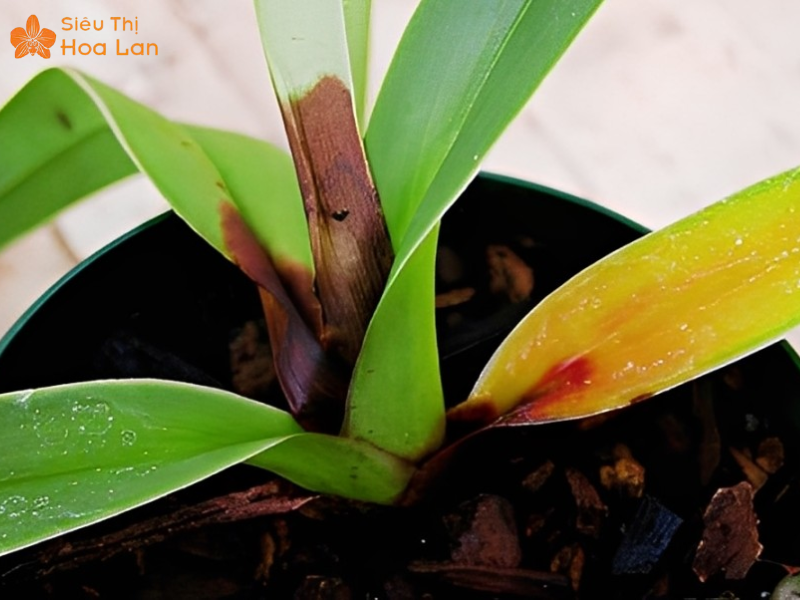 lan hồ điệp bị đỏ lá