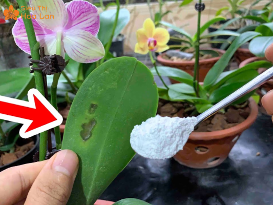 Cách xử lý lan nhũn lá