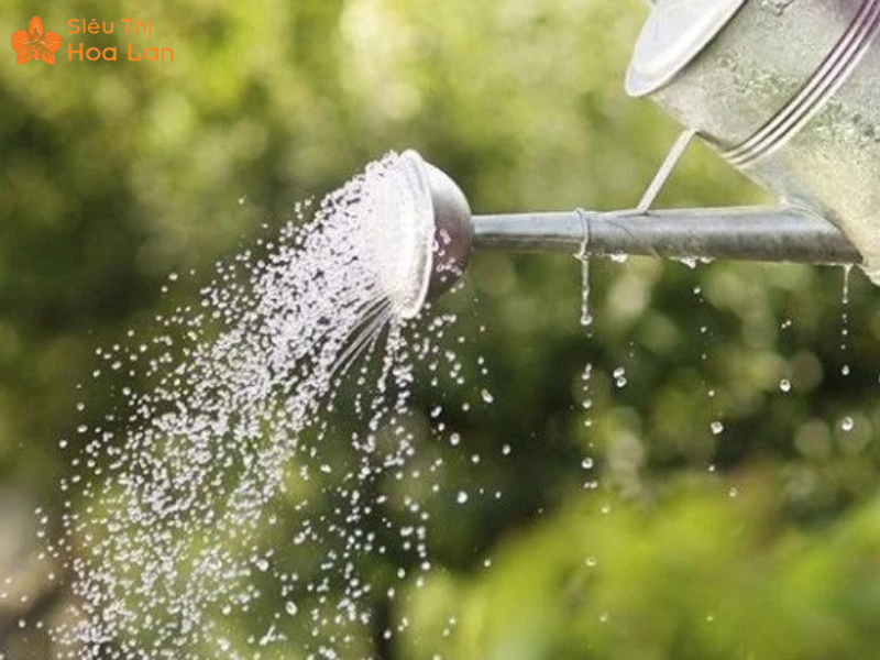 Không tưới cây buổi trưa