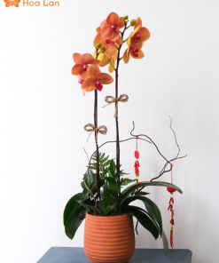 cây lan hồ điệp 2 vòi
