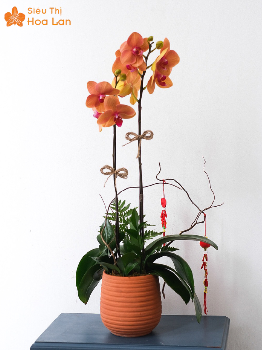 Lan Hồ Điệp 2 Vòi cây lan hồ điệp 2 vòi