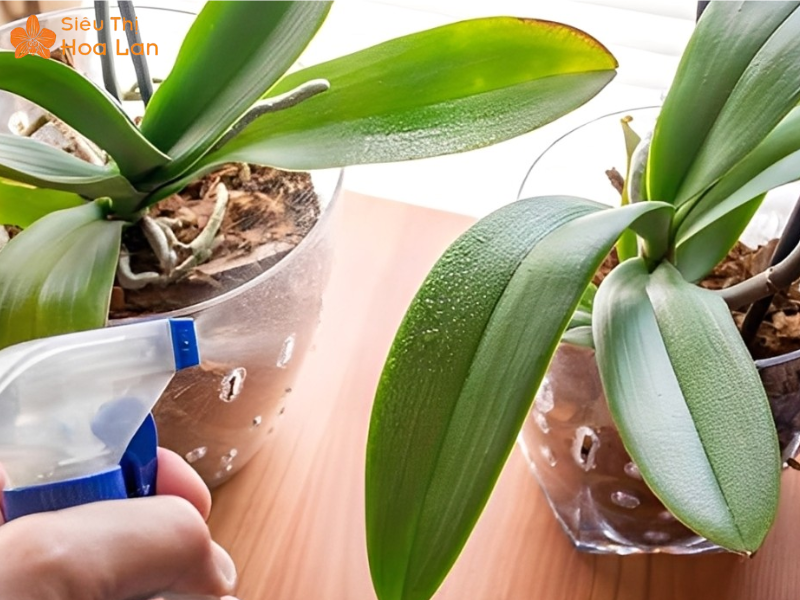 tưới lan hồ điệp đúng cách