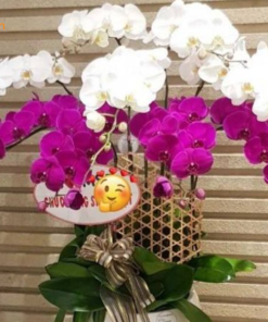 Đôi nét về lan hồ điệp tím