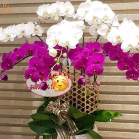 Lan Hồ Điệp Tím 9 Cây Lan Hồ Điệp Tím 9 Cây