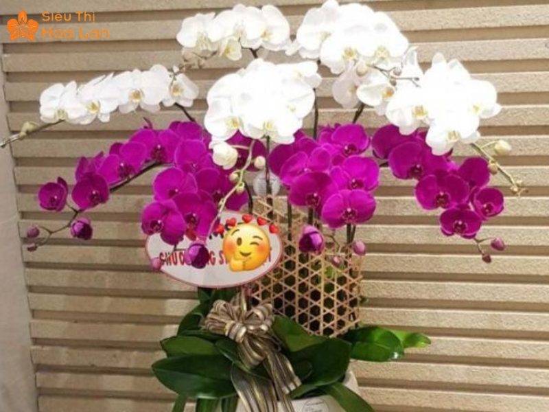 Lan Hồ Điệp Tím 9 Cây Đôi nét về lan hồ điệp tím