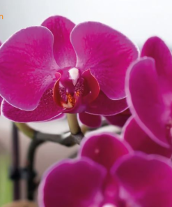 Mẹo chăm sóc lan tím