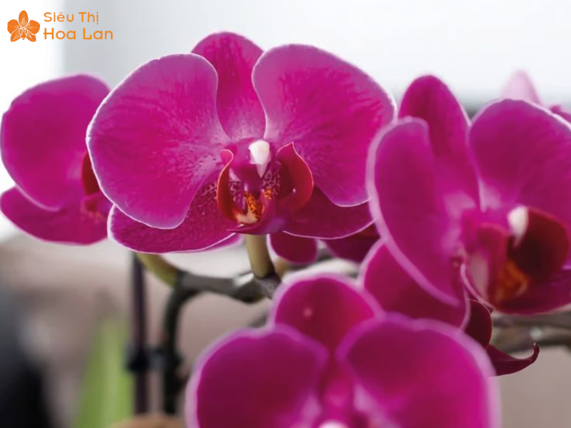 Lan Hồ Điệp Tím 9 Cây Mẹo chăm sóc lan tím