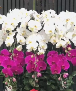 Vẻ đẹp lan 9 cây tím