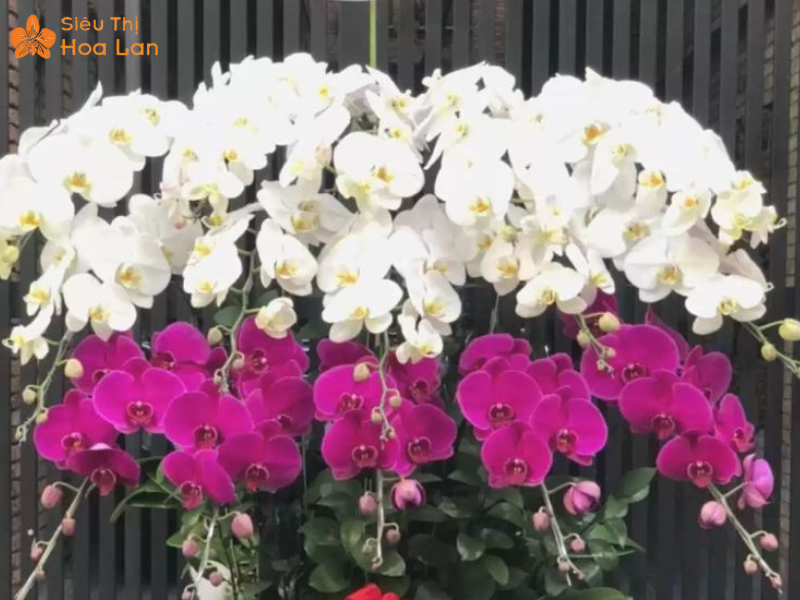Lan Hồ Điệp Tím 9 Cây Vẻ đẹp lan 9 cây tím