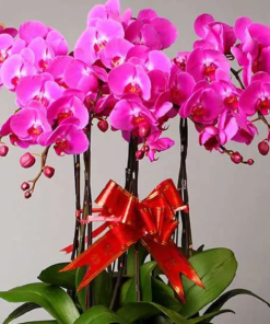 Cách chăm lan hồ điệp đúng cách