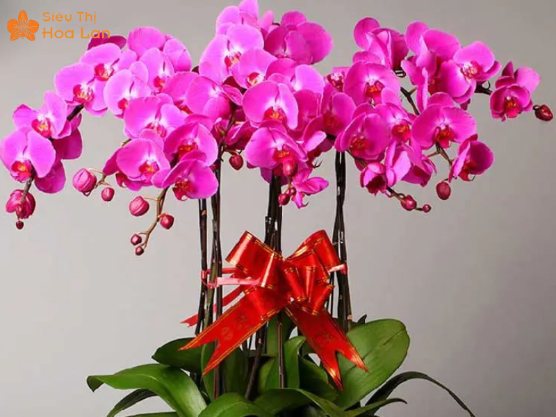 Lan Hồ Điệp Tím 8 Lá Cách chăm lan hồ điệp đúng cách