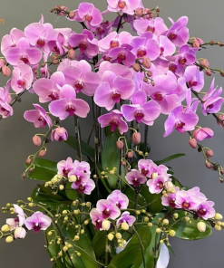 Vẻ đẹp của hoa lan hồ điệp