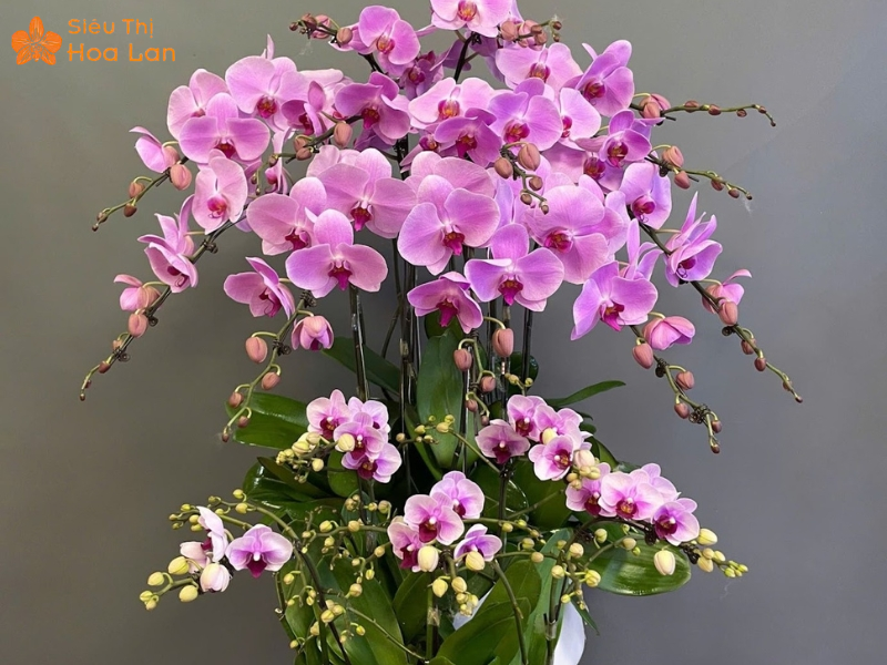 Lan Hồ Điệp Tím 8 Lá Vẻ đẹp của hoa lan hồ điệp