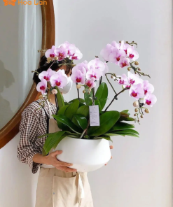 lan hồ điệp màu trắng tím