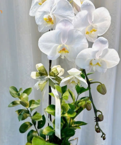 Hoa hồ điệp màu trắng lưỡi vàng