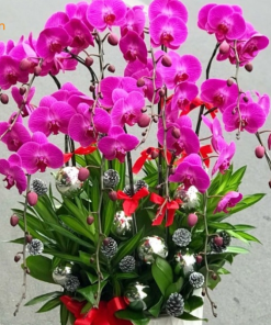 lan hồ điệp màu đỏ ớt