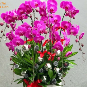 Hồ Điệp Đỏ Ớt Hồ Điệp Đỏ Ớt