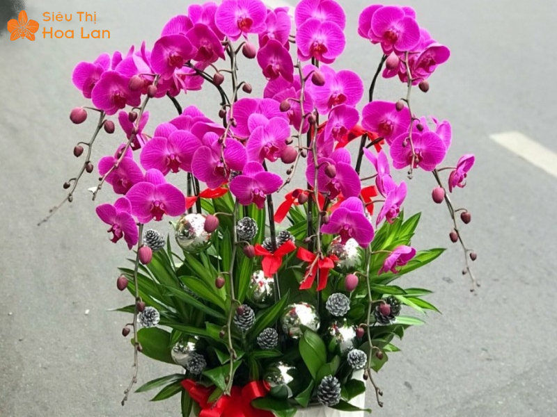 Hồ Điệp Đỏ Ớt lan hồ điệp màu đỏ ớt