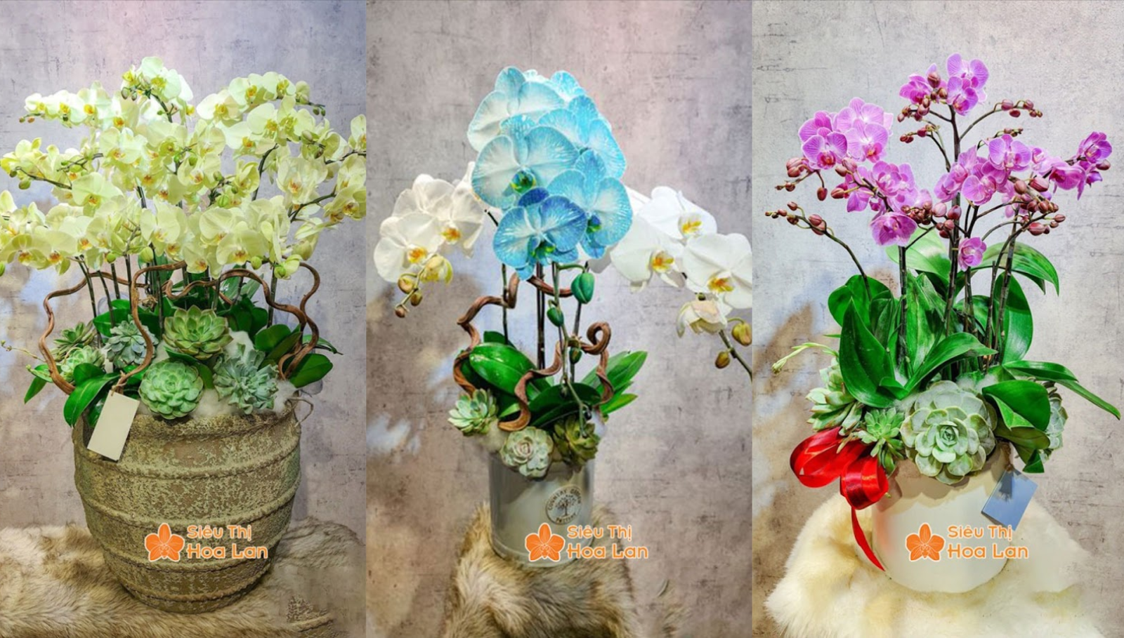 Lan Hồ Điệp Mini 2 Tầng màu lan hồ điệp đa dạng