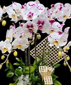 Hoa hồ điệp 5 cành