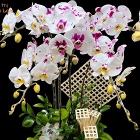 Hoa hồ điệp 5 cành