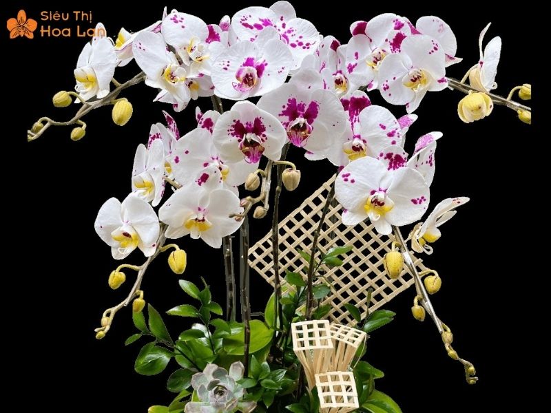 Chậu Hoa Lan Hồ Điệp Bò Sữa 5, 20 Cành Đẹp - Rẻ - Màu Sắc Độc Lạ Hoa hồ điệp 5 cành