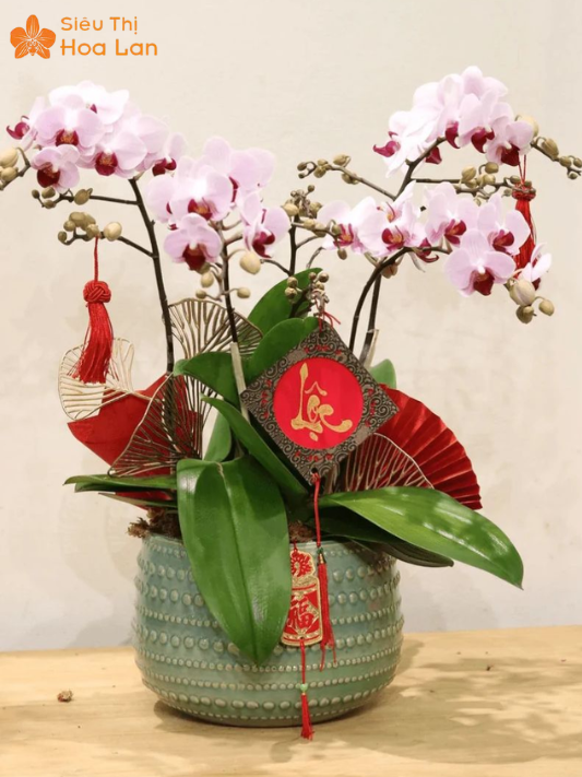 Hồ Điệp 2 Ngồng Hoa Hàng Có Sẵn Và Kỹ Thuật Chăm Sóc Đúng Cách cây lan hồ điệp 2 ngồng