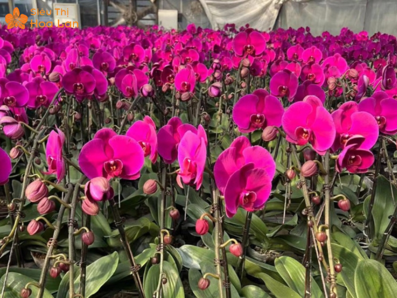 Hồ Điệp Đỏ Ớt Chăm sóc lan hồ điệp đơn giản