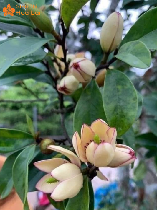 Hoa Lan Tiêu Trắng hoa lan tiêu màu trắng