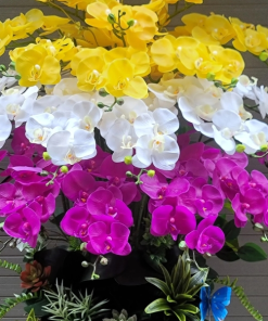 Lan 3 màu sang trọng