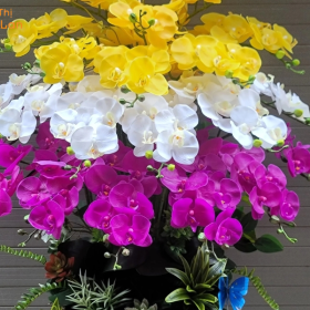 Hồ Điệp 3 Màu Hồ Điệp 3 Màu