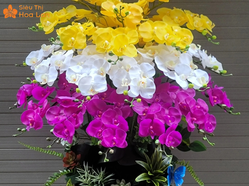 Hồ Điệp 3 Màu Lan 3 màu sang trọng