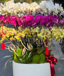 Cách tưới nước lan hồ điệp