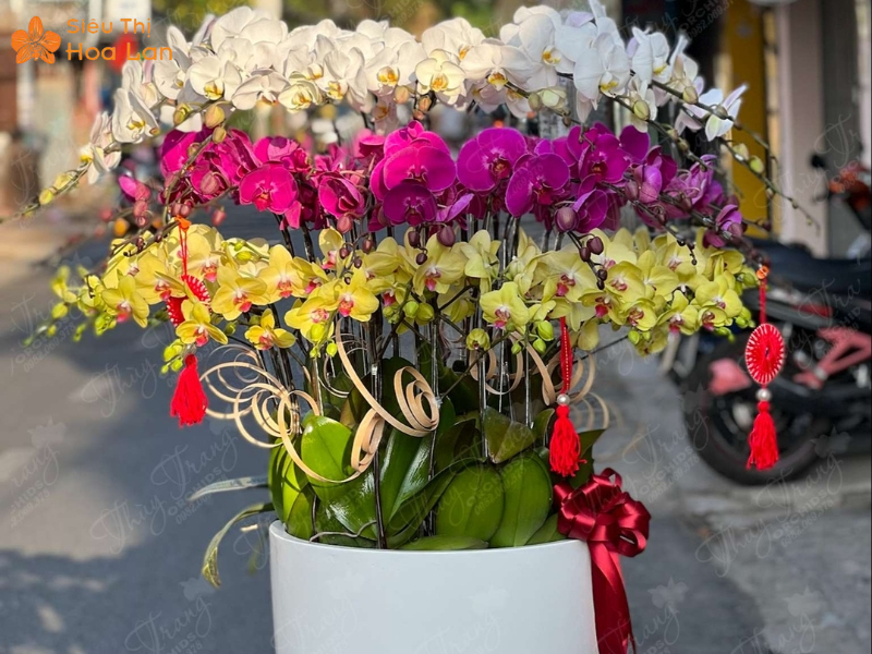 Hồ Điệp 3 Màu Cách tưới nước lan hồ điệp