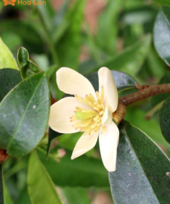 Hoa Lan Tiêu Trắng công dụng hoa lan tiêu